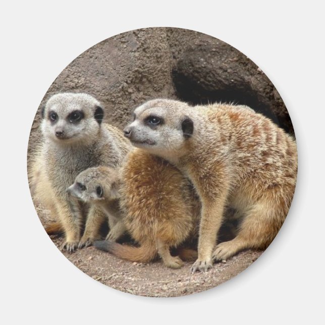 meerkat magnet (Framsidan)