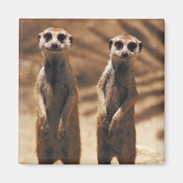 Meerkat magnet (Framsidan)