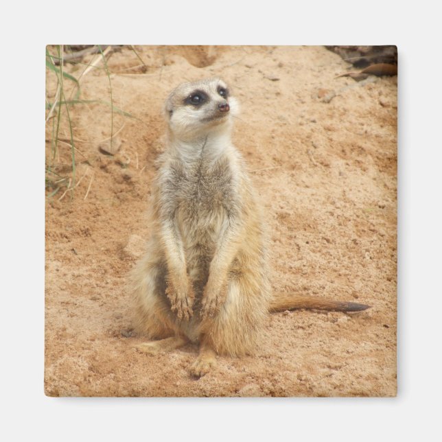 Meerkat Magnet (Framsidan)