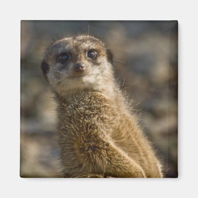 Meerkat Magnet (Framsidan)