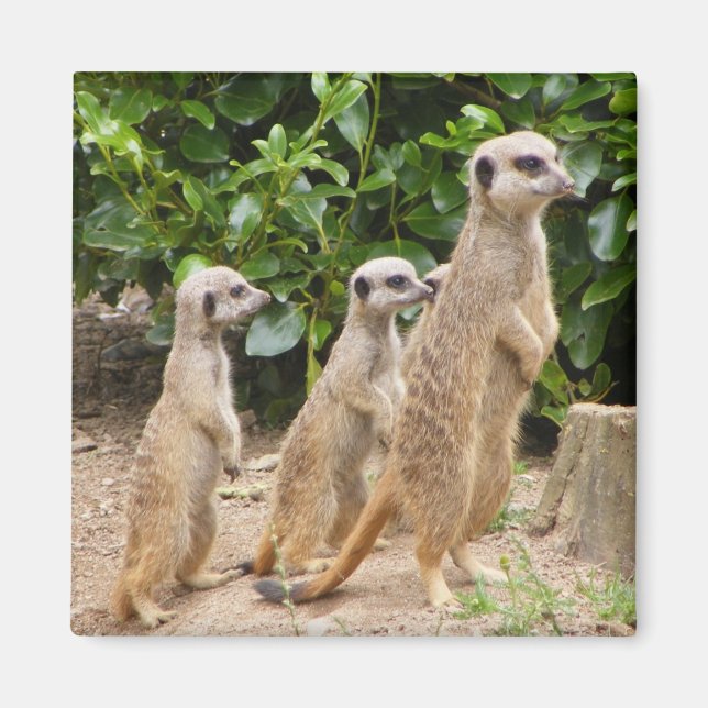 Meerkat magnet2 magnet (Framsidan)