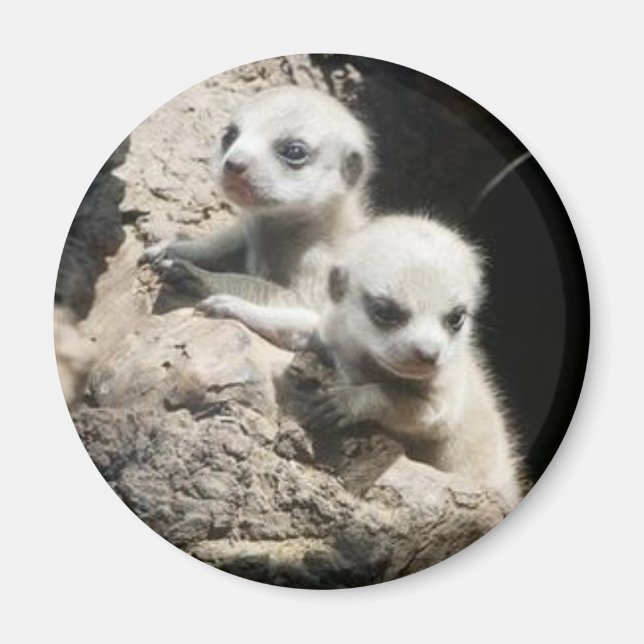 meerkat magnet 3 (Framsidan)