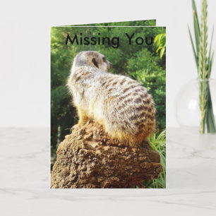 Meerkat missade dig. kort