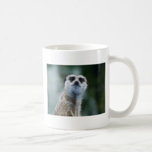 Meerkat mugg
