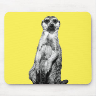 Meerkat Musmatta