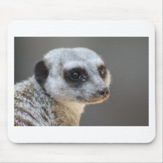 Meerkat Musmatta