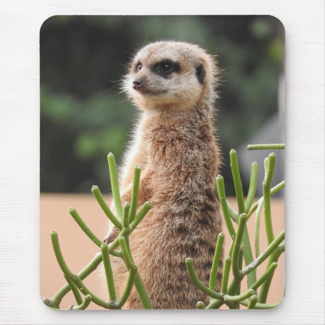 Meerkat Musmatta (Framsidan)