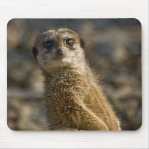 Meerkat Musmatta
