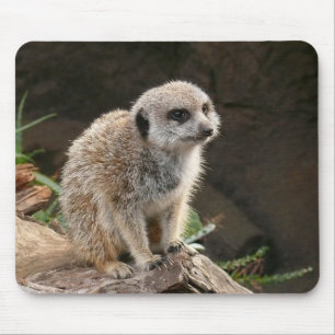 Meerkat Musmatta