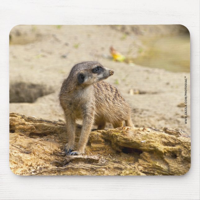 Meerkat Musmatta (Framsidan)