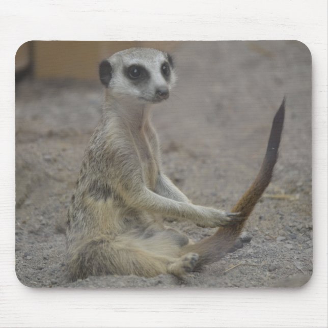 Meerkat Musmatta (Framsidan)
