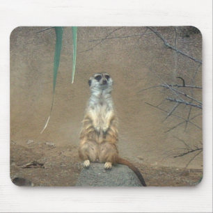 Meerkat Musmatta
