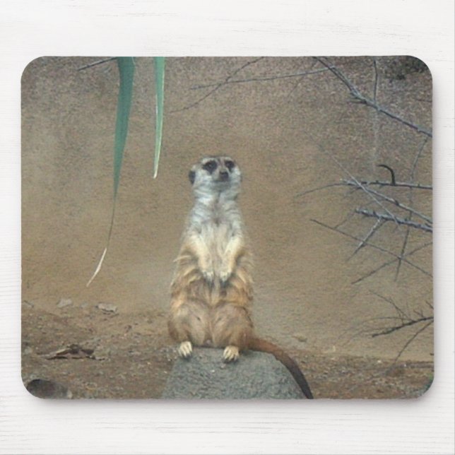 Meerkat Musmatta (Framsidan)