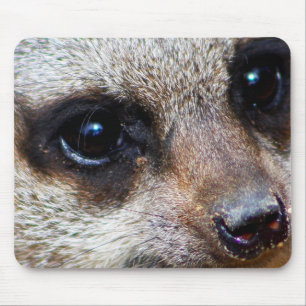 Meerkat Musmatta
