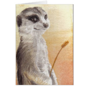 Meerkat OBS Kort