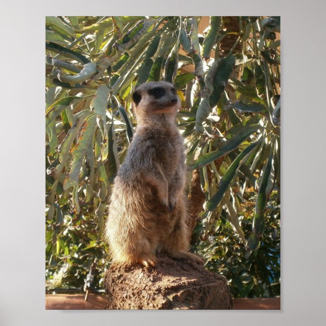 Meerkat och Big Grönt Löv, Poster (Framsidan)