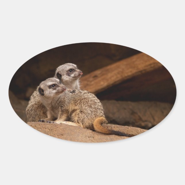 Meerkat Oval Sticker Ovalt Klistermärke (Framsida)