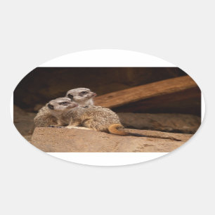 Meerkat Oval Sticker Ovalt Klistermärke