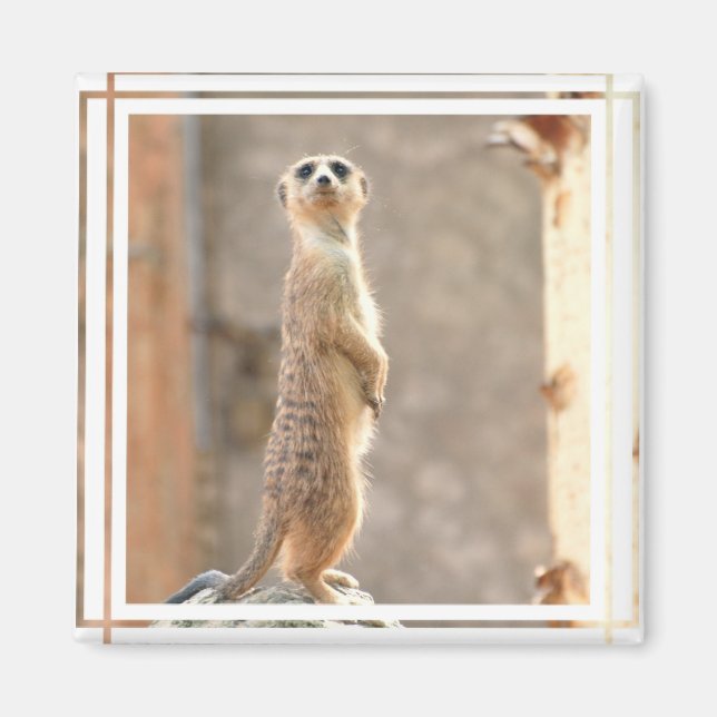 Meerkat på Attention Magnet (Framsidan)