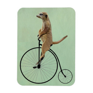 Meerkat på Black Penny Farthing 2 Magnet