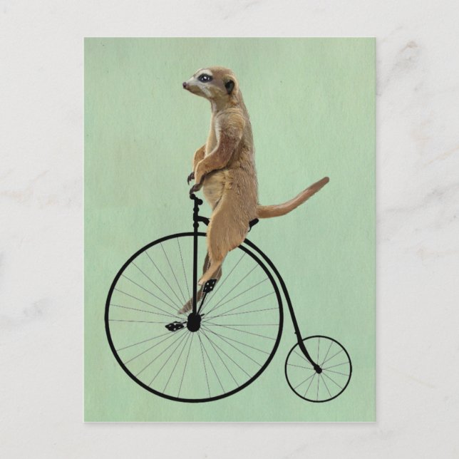 Meerkat på Black Penny Farthing 2 Vykort (Framsida)