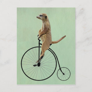 Meerkat på Black Penny Farthing 2 Vykort