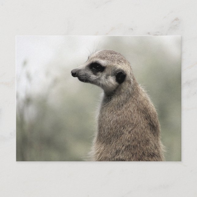 Meerkat på Guard Duty - vykort (Framsida)