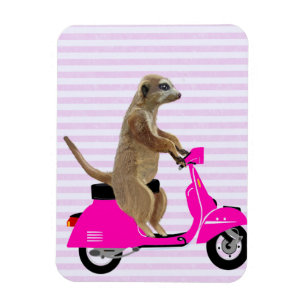 Meerkat på Rosa Moped 2 Magnet