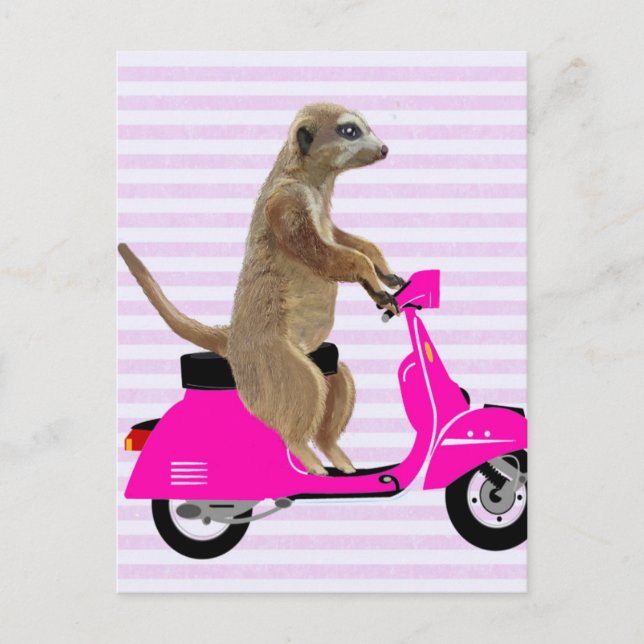 Meerkat på Rosa Moped 2 Vykort (Framsida)