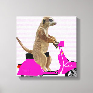 Meerkat på Rosa Moped Canvastryck