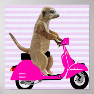 Meerkat på Rosa Moped Poster