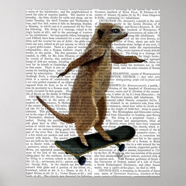 Meerkat på Skateboard Poster (Framsidan)