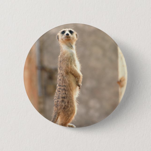 Meerkat på uppmärksamhet knäppas knapp (Framsida)