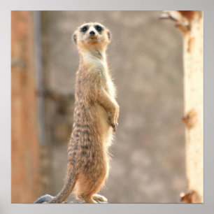 Meerkat på uppmärksamhetaffischen poster