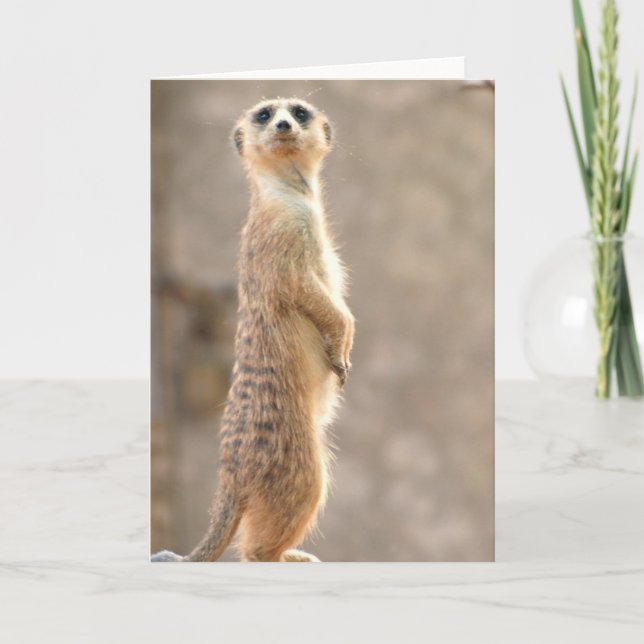Meerkat på uppmärksamhethälsningkortet kort (Framsida)