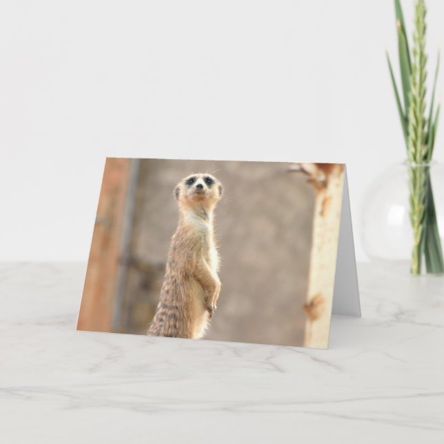 Meerkat på uppmärksamhethälsningkortet kort (Framsida)