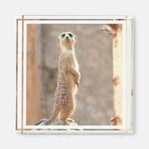 Meerkat på uppmärksamhetmagneten magnet