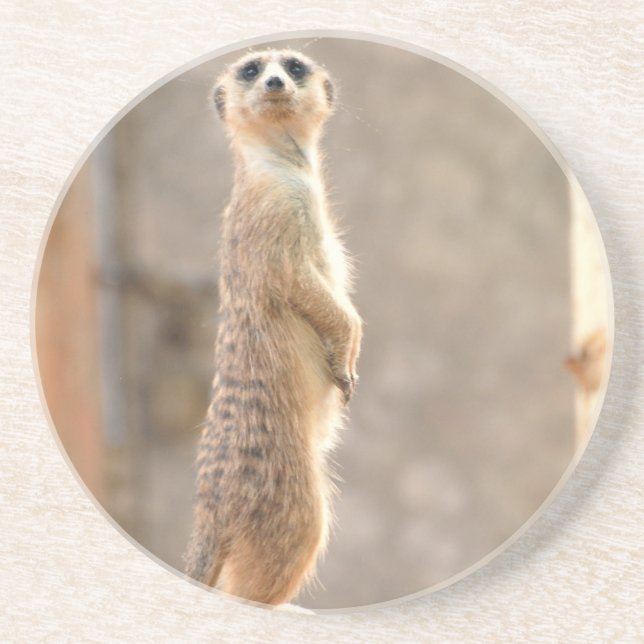 Meerkat på uppmärksamhetunderlägg underlägg sandsten (Framsidan)