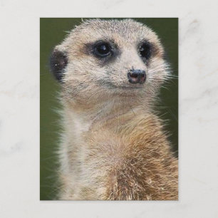 Meerkat på utsikt vykort