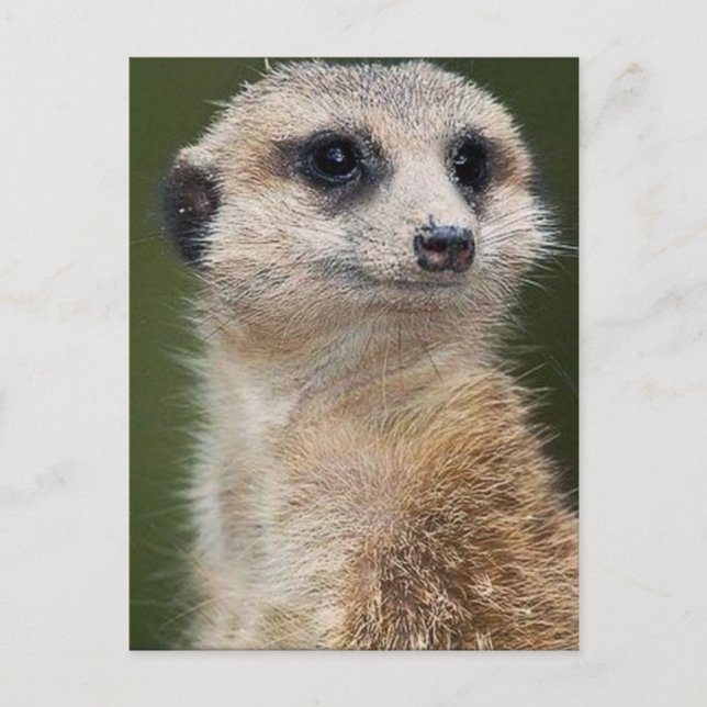 Meerkat på utsikt vykort (Framsida)