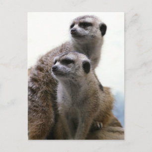 Meerkat Pair Postcard Vykort