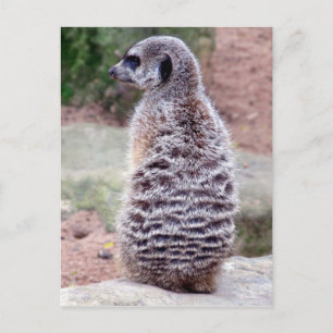 meerkat päls vykort