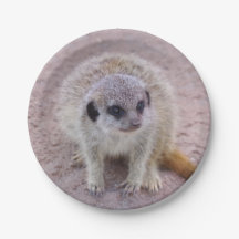 Meerkat papperstallrikar