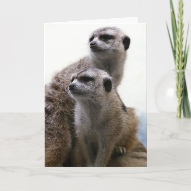 Meerkat parar hälsningkortet kort (Framsida)