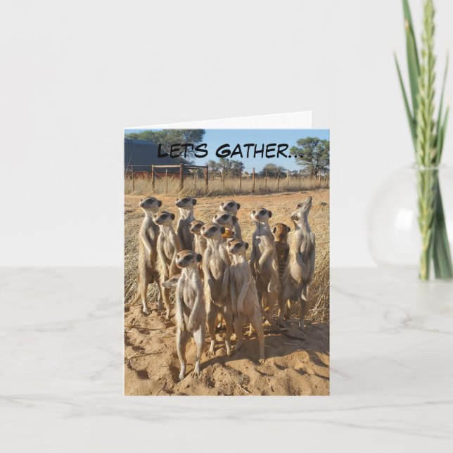 Meerkat Party-inbjudan Tack Kort (Framsida)