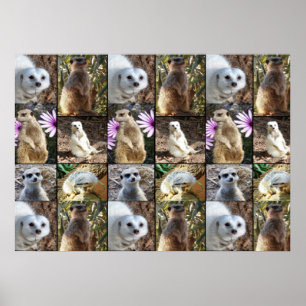 Meerkat Photo Collage Value Wall Poster