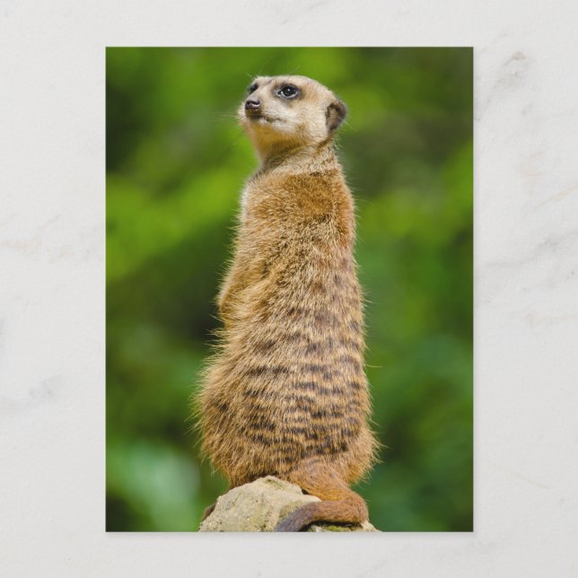 Meerkat Photo Postcard Vykort (Framsida)