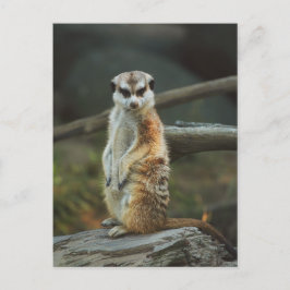 Meerkat Photo Vykort