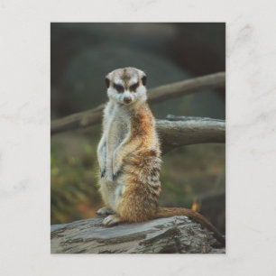 Meerkat Photo Vykort