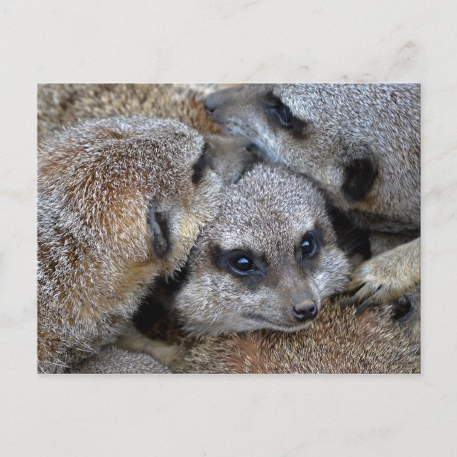 Meerkat Pile-vykort Vykort (Framsida)